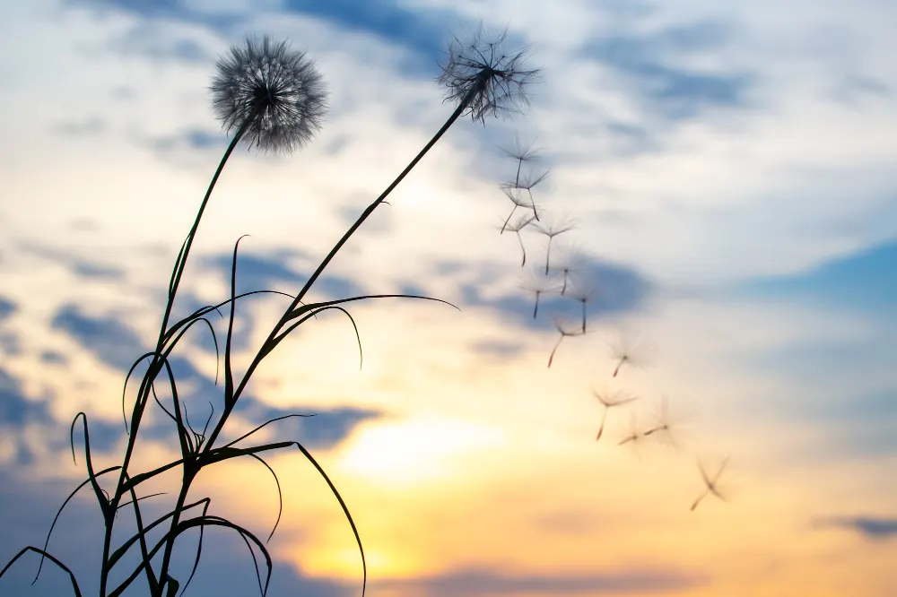 Pusteblumen vor einem Abendhimmel, die Samen fliegen davon